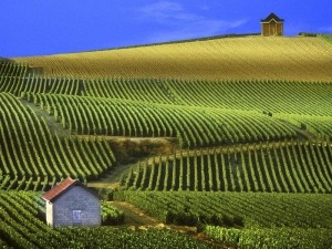 Professione DOC Wine - software gestionale campagna per aziende vitivinicole